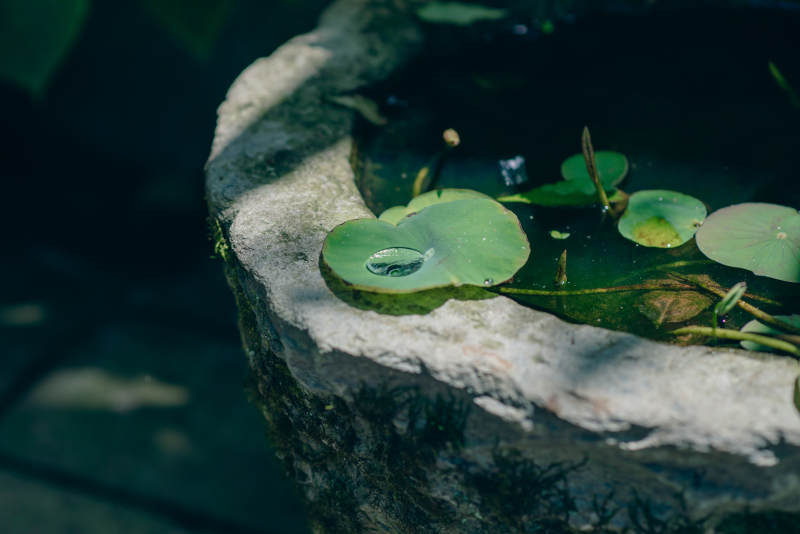 夏日小池间的荷叶图片
