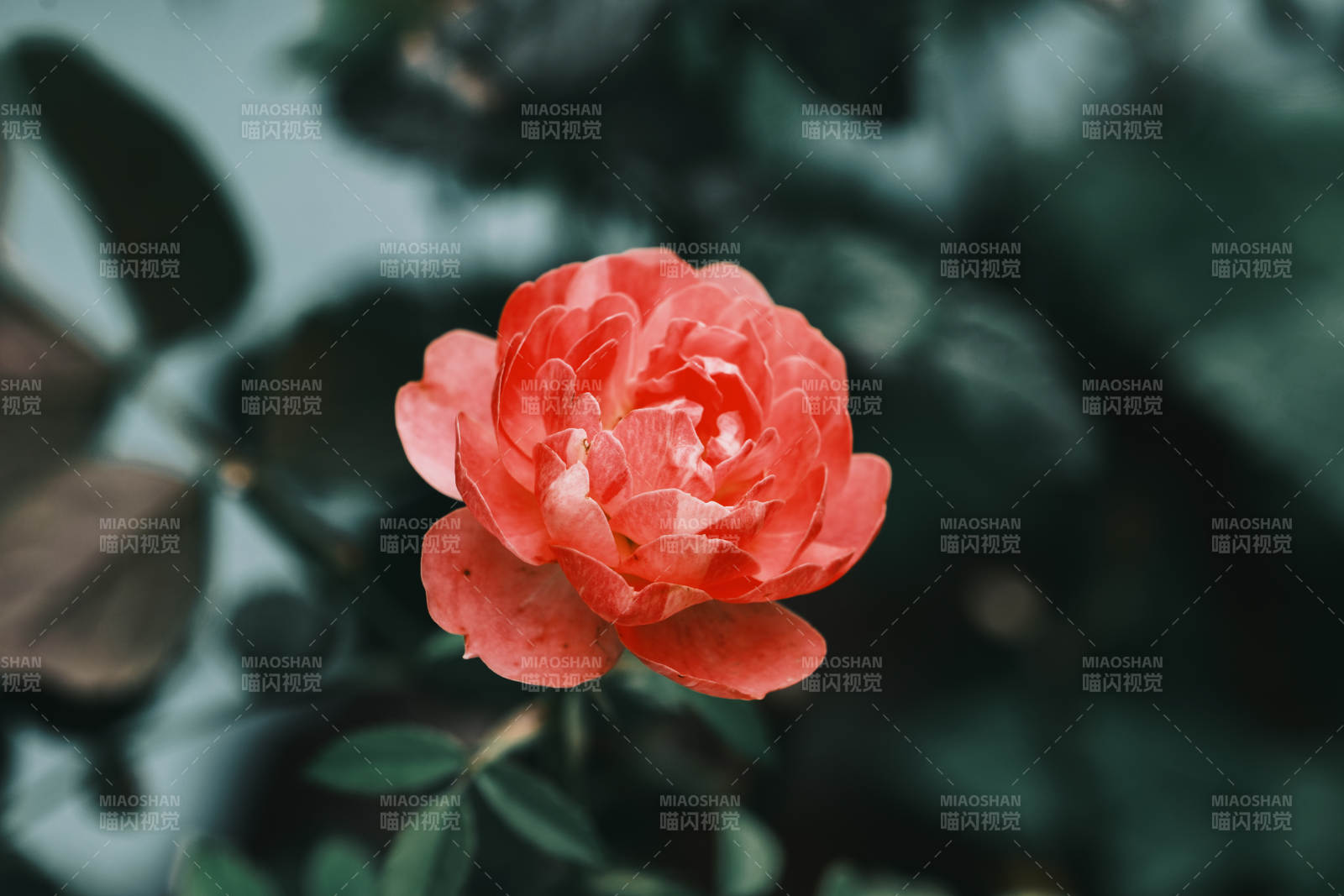 绽放的橙色月季花图片