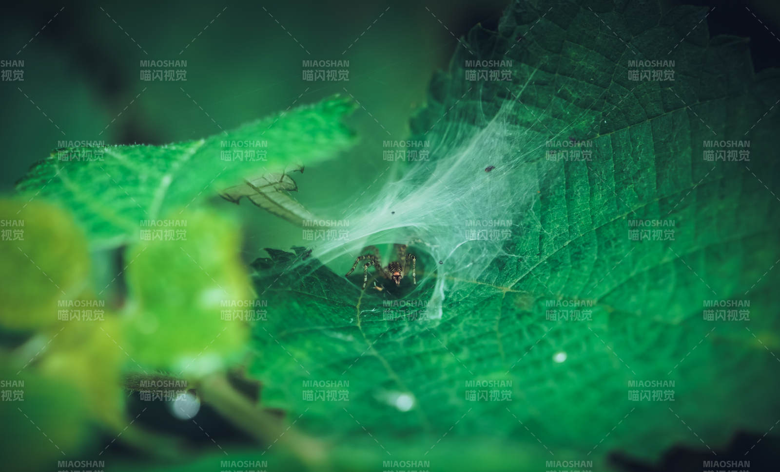 蛛网中的秘密花园图片