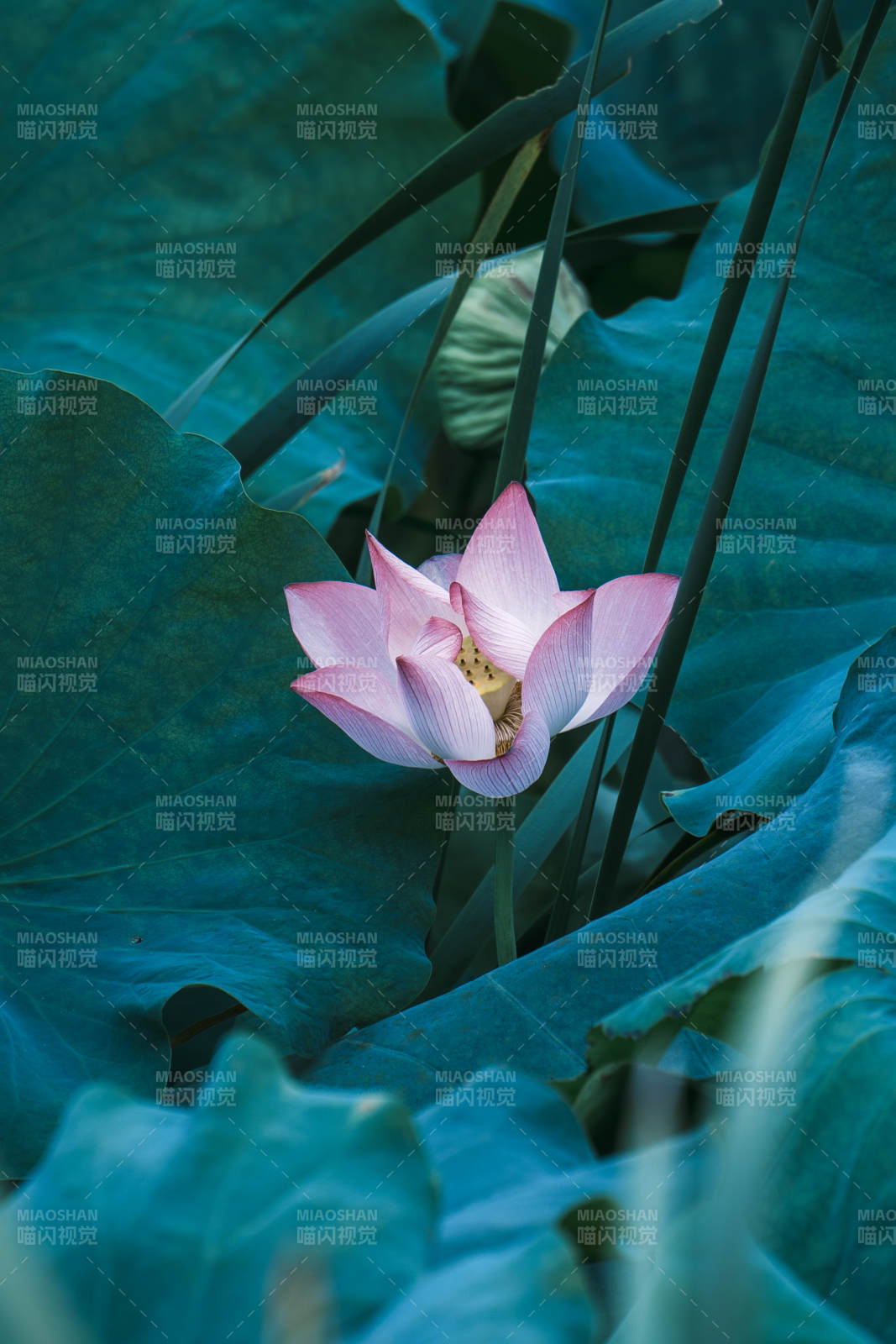 荷塘静谧 粉莲绽放图片