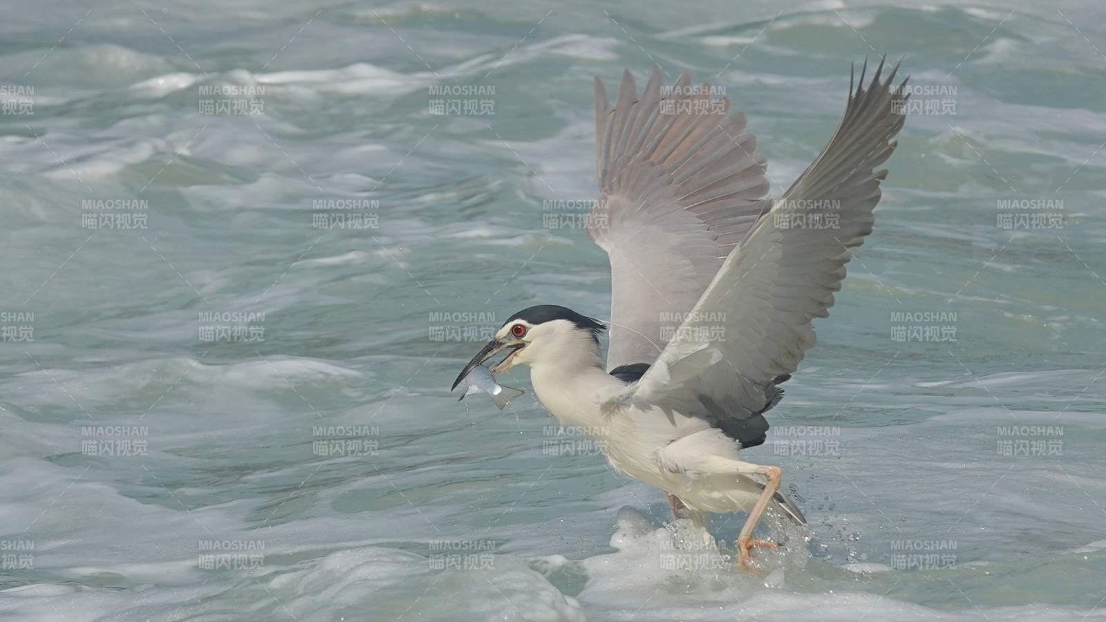 夜鹭展翅掠过水面图片