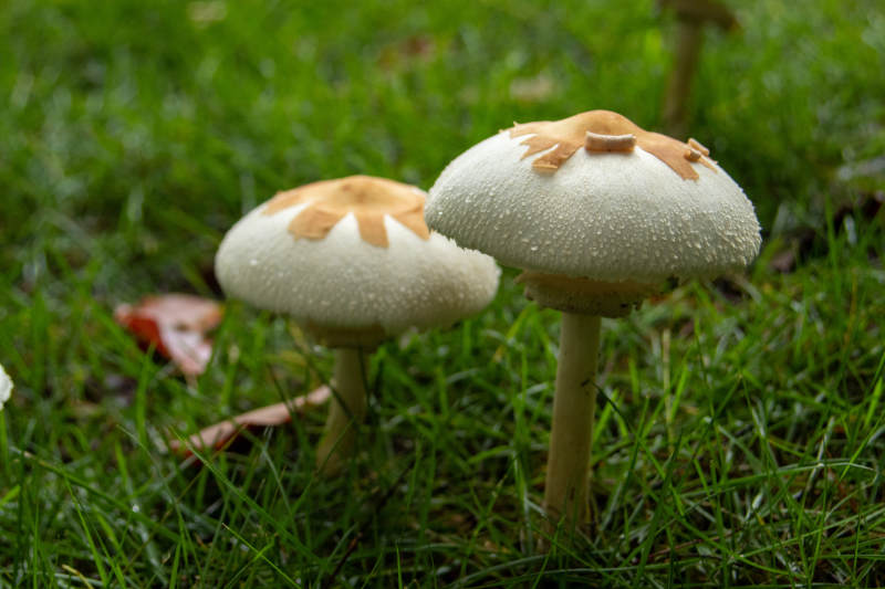 草地上的蘑菇图片