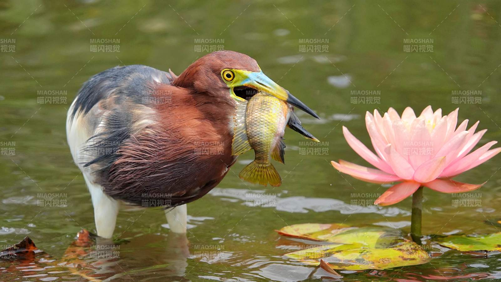 池鹭捕鱼 莲花相伴图片