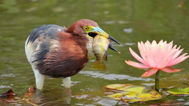 池鹭捕鱼 莲花相伴图片