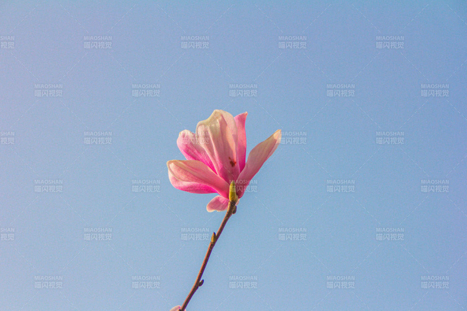 蓝天下的粉色花朵图片