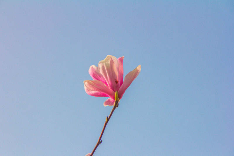 蓝天下的粉色花朵图片