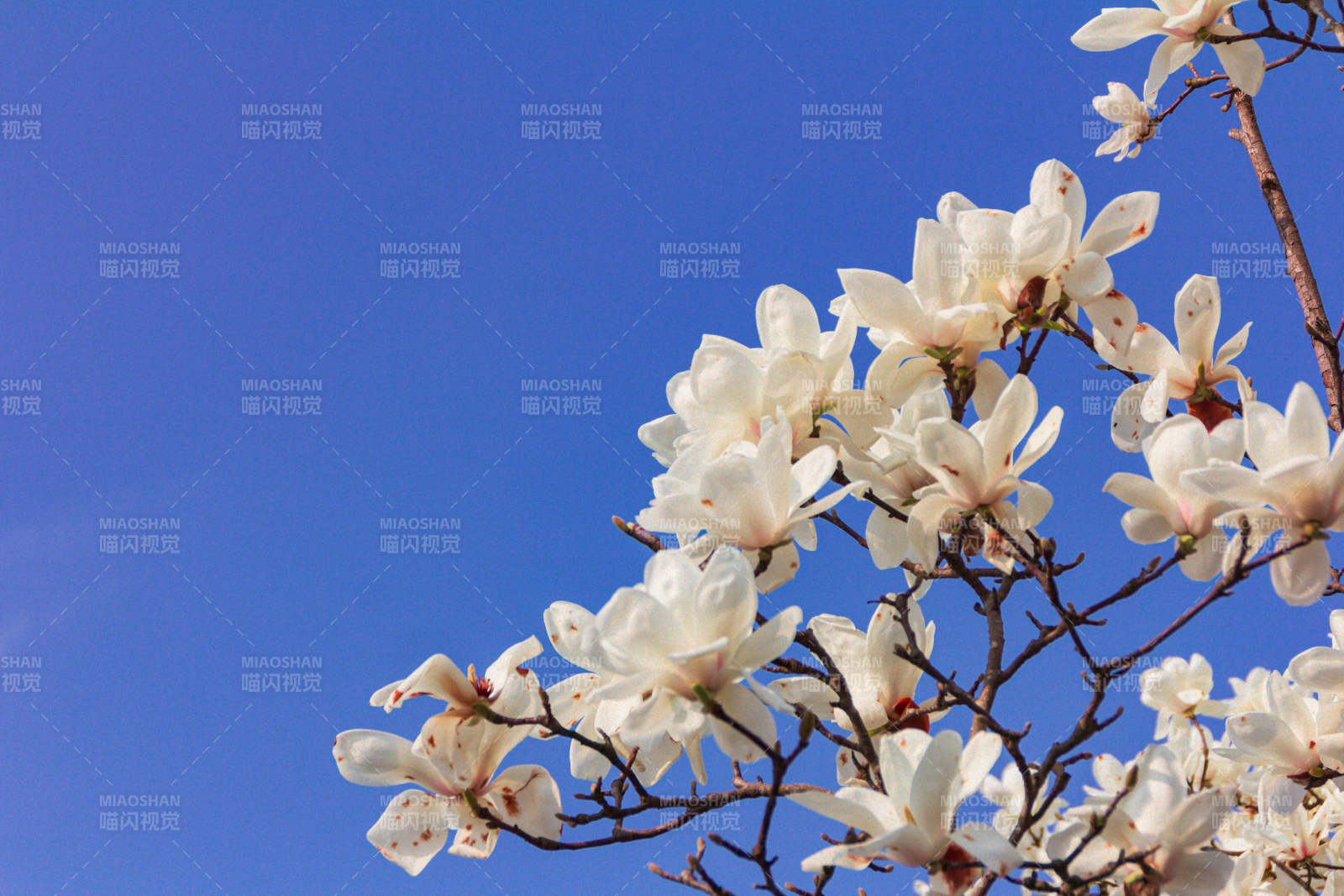 蓝天下的玉兰花盛开图片