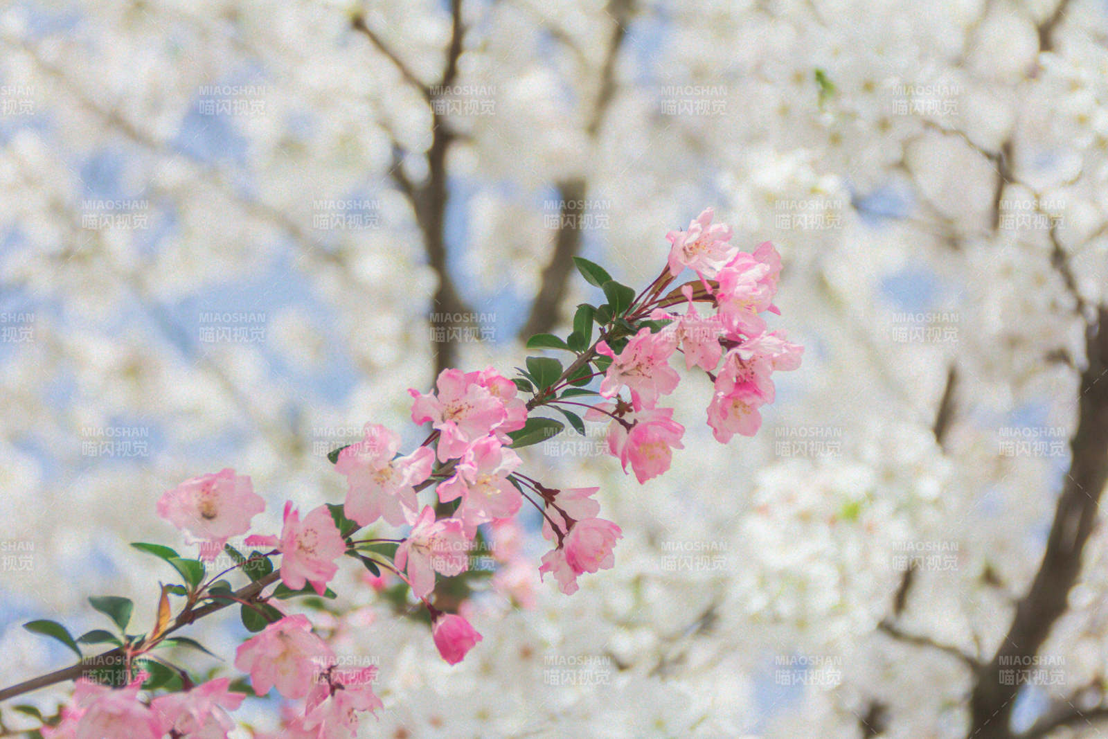 春日海棠花绽放美景图片
