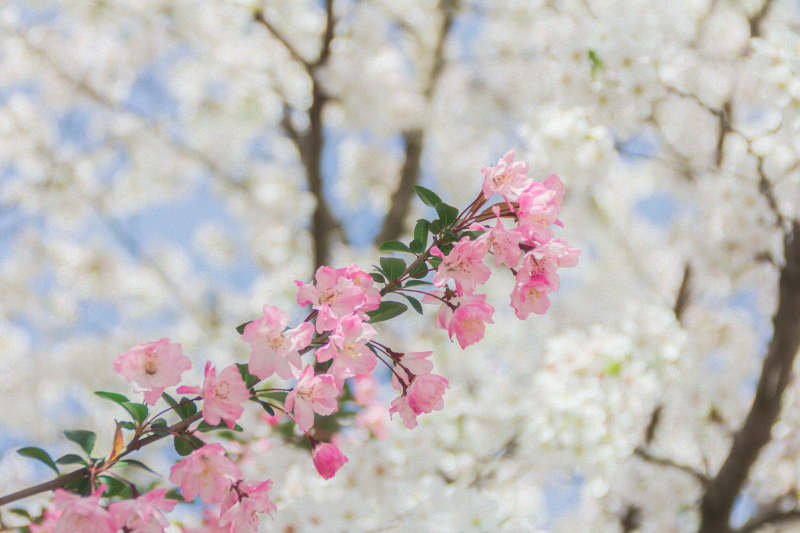春日海棠花绽放美景图片