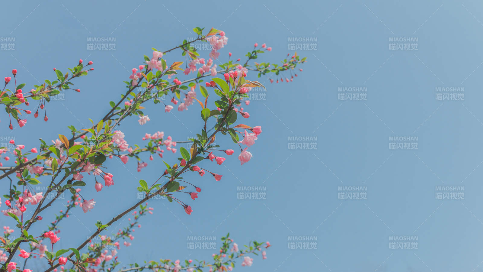 春日枝头海棠花绽放图片