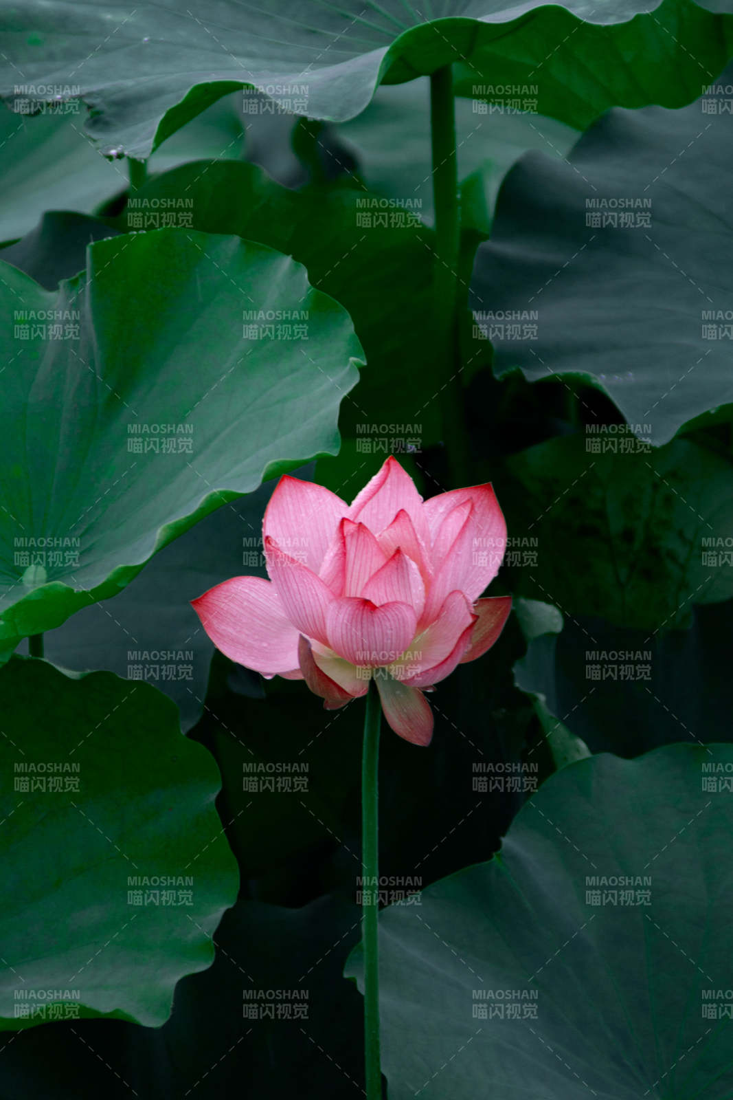 荷塘静谧 粉莲绽放图片