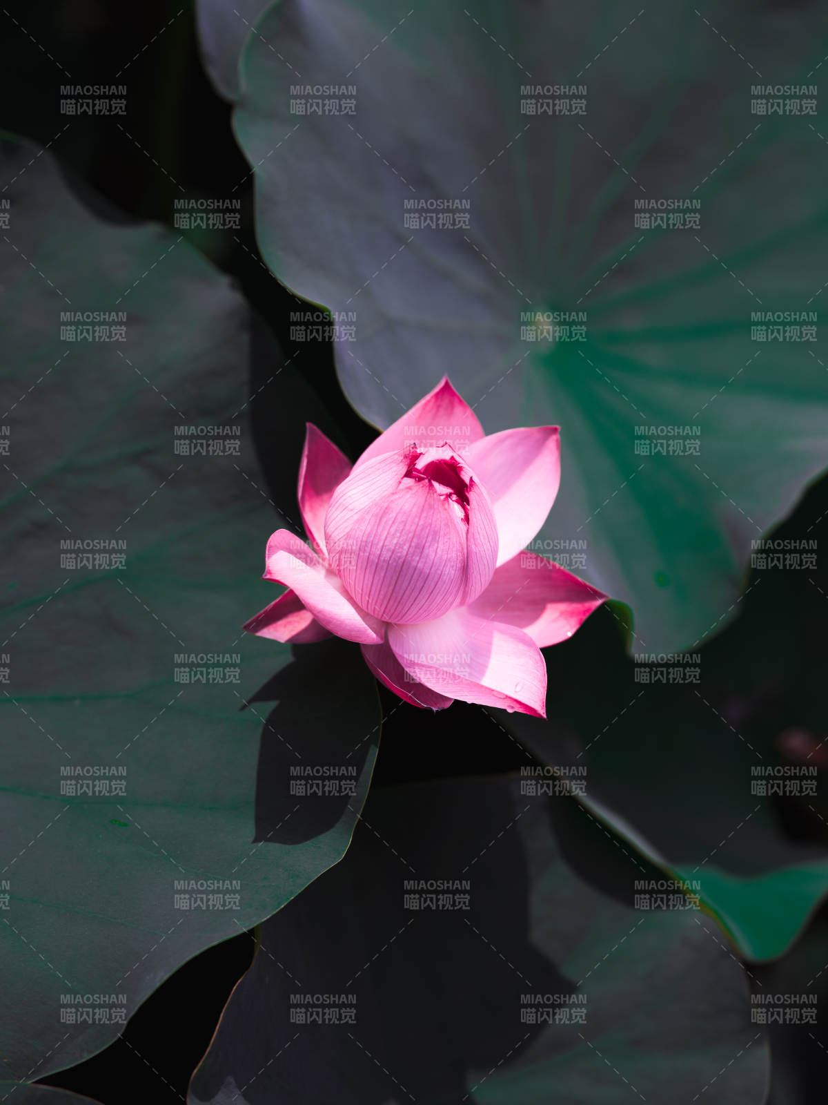 粉莲静谧 绿叶相衬图片