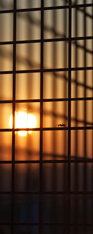 夕阳透过铁网的剪影图片