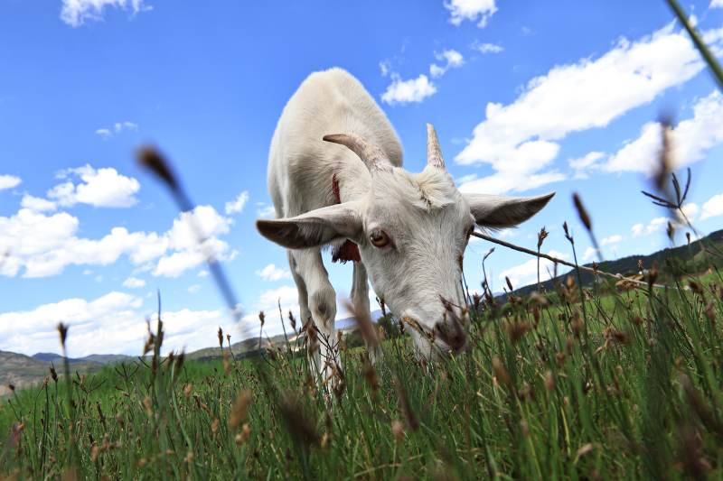 草原上的白羊图片