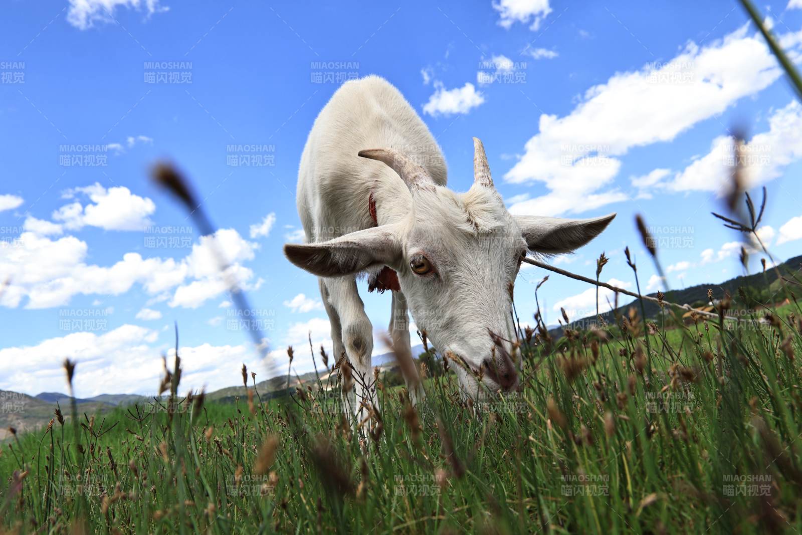 草原上的白羊图片