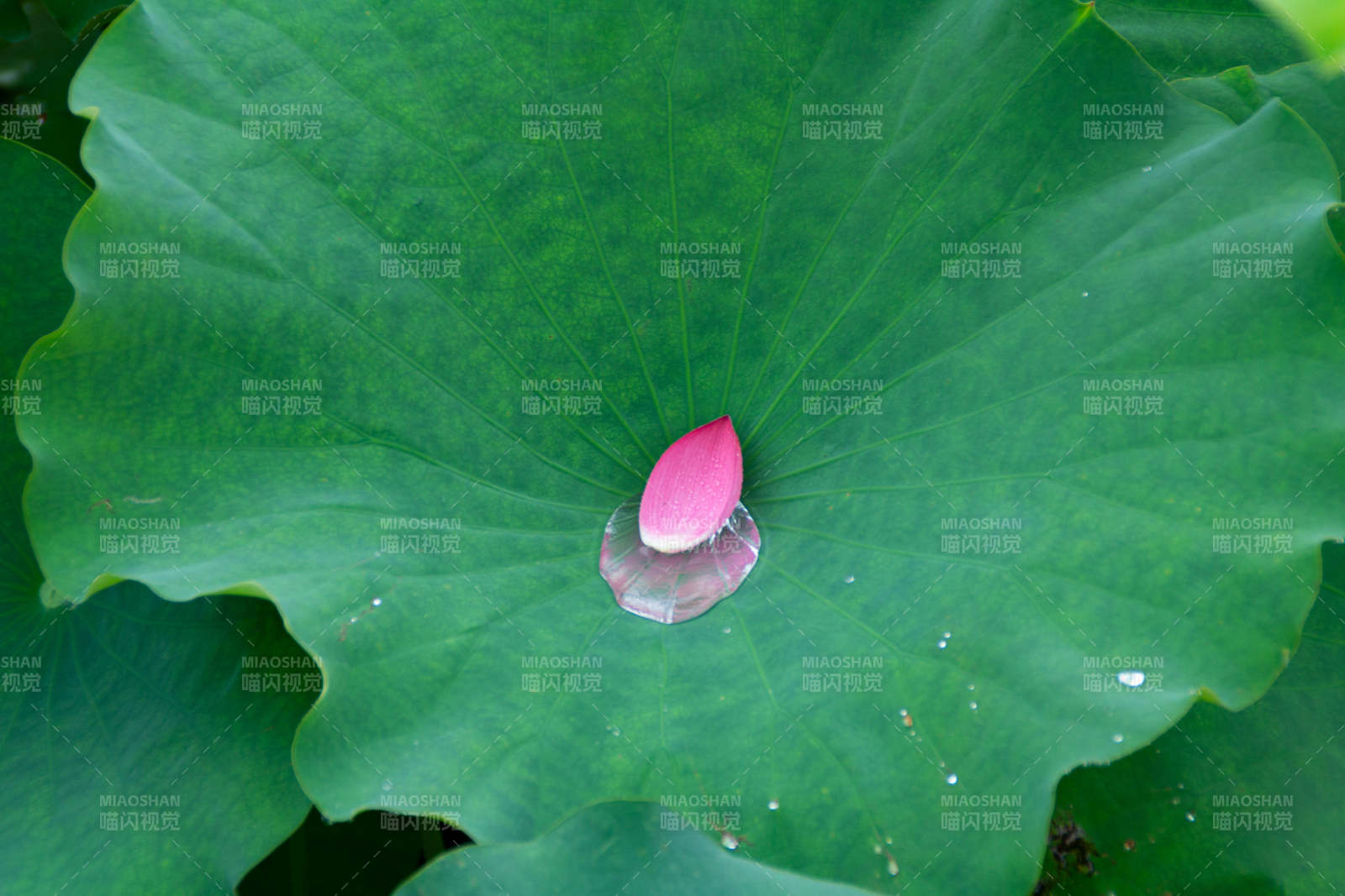 荷叶上的粉色花瓣图片