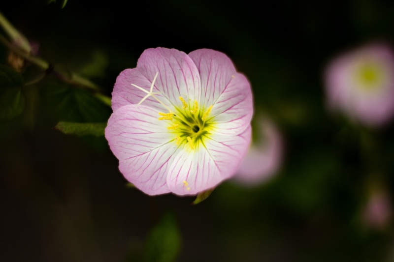 粉色花朵的细腻之美图片