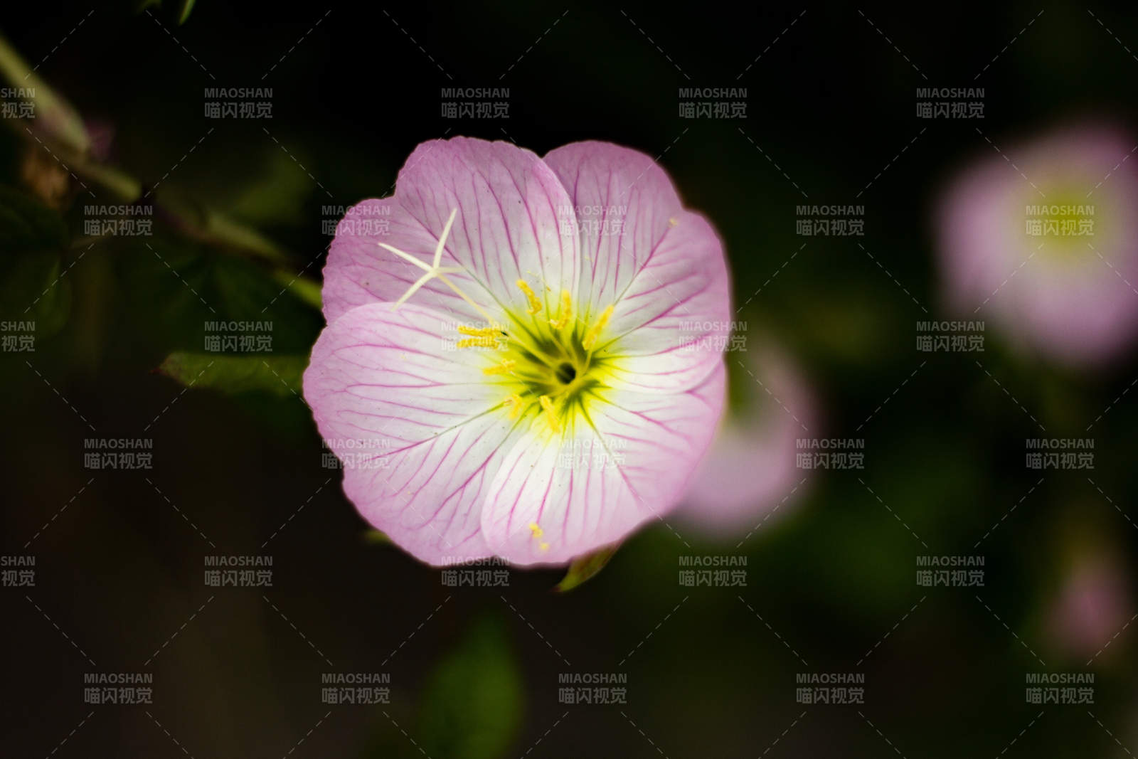 粉色花朵的细腻之美图片