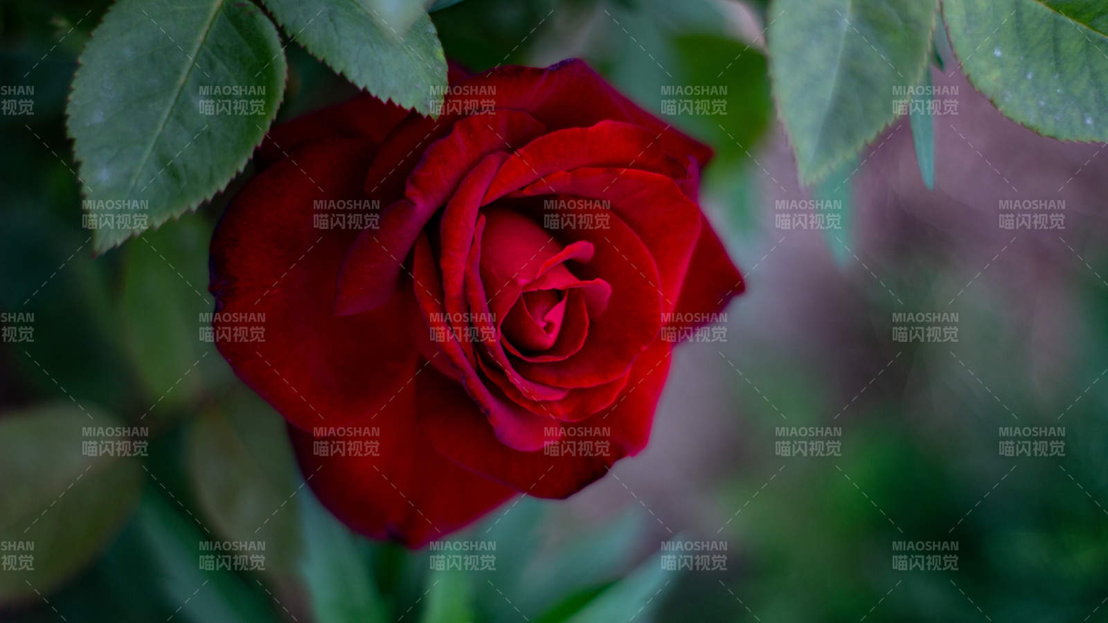 绽放的红色玫瑰花图片