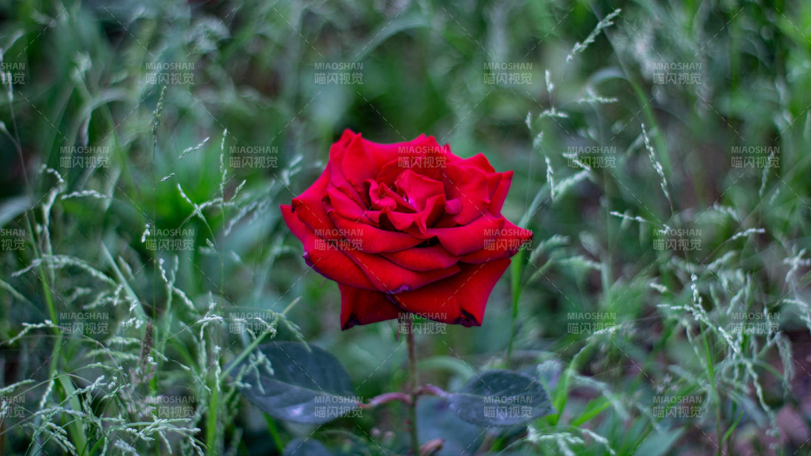 草丛中的红月季图片