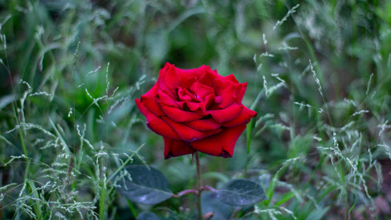 草丛中的红月季图片