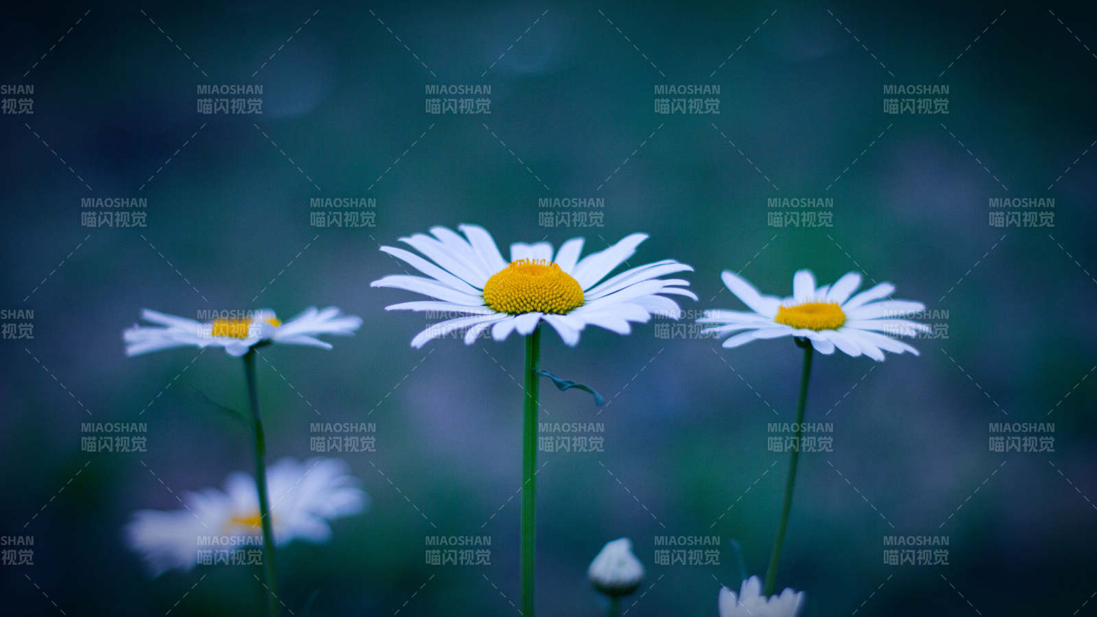 雏菊静谧夜色中绽放图片