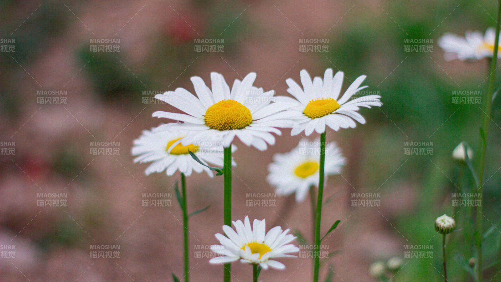 雏菊绽放 春意盎然图片