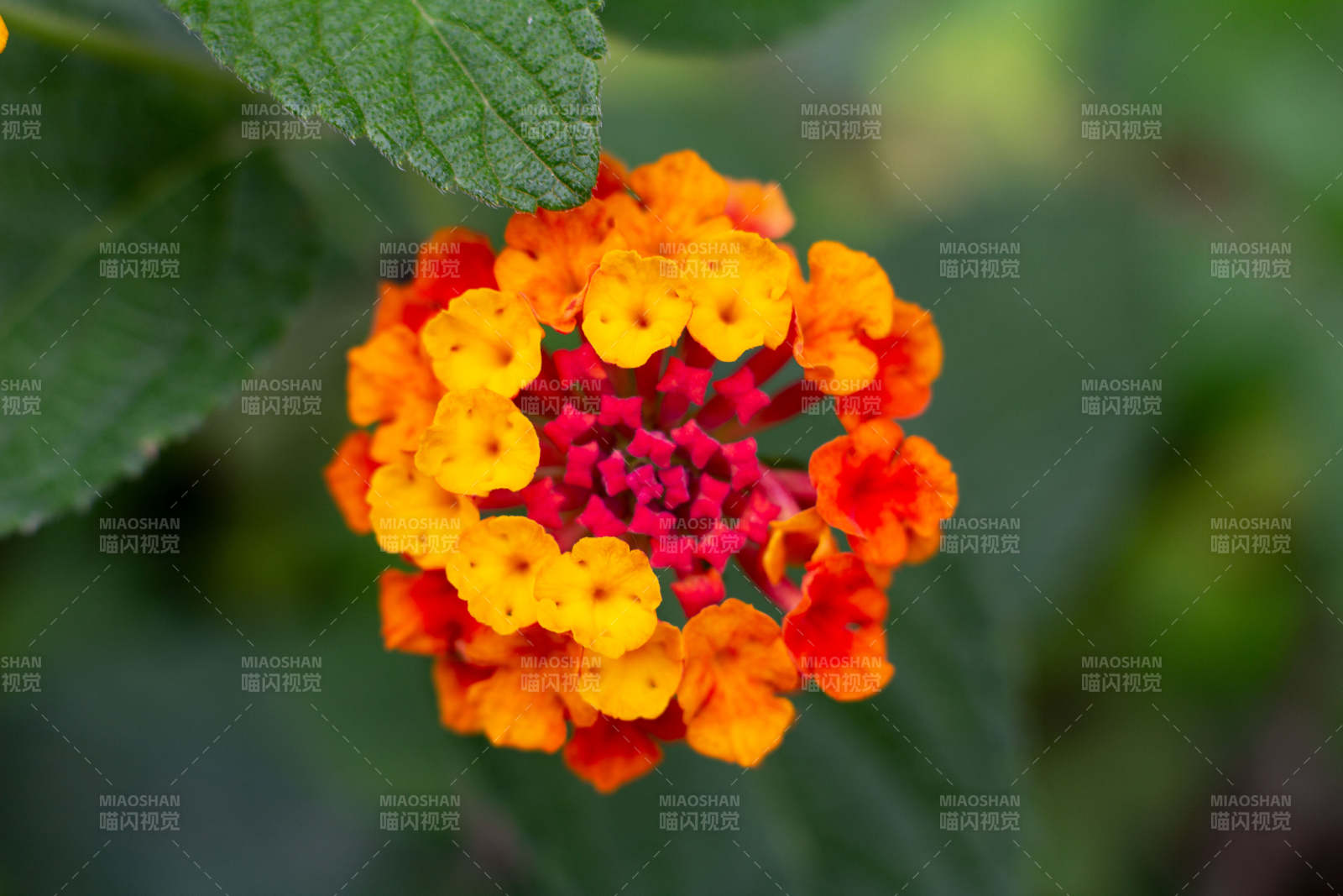 橙红相间的美丽花朵图片