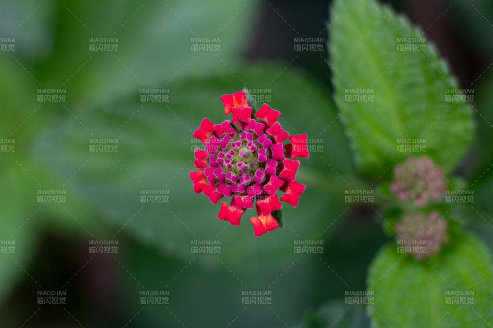 马缨丹绽放绿叶间图片