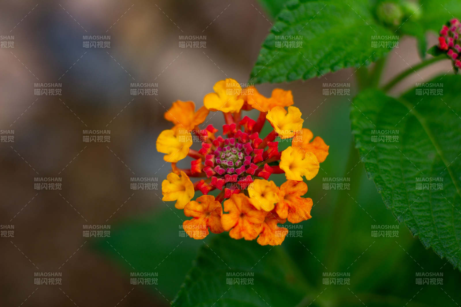 橙红相间的美丽花朵图片