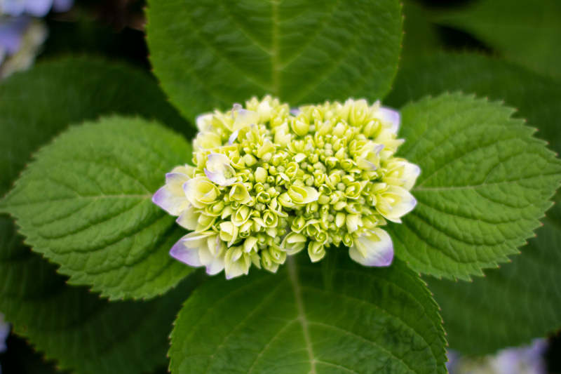 绿意盎然的绣球花蕾图片