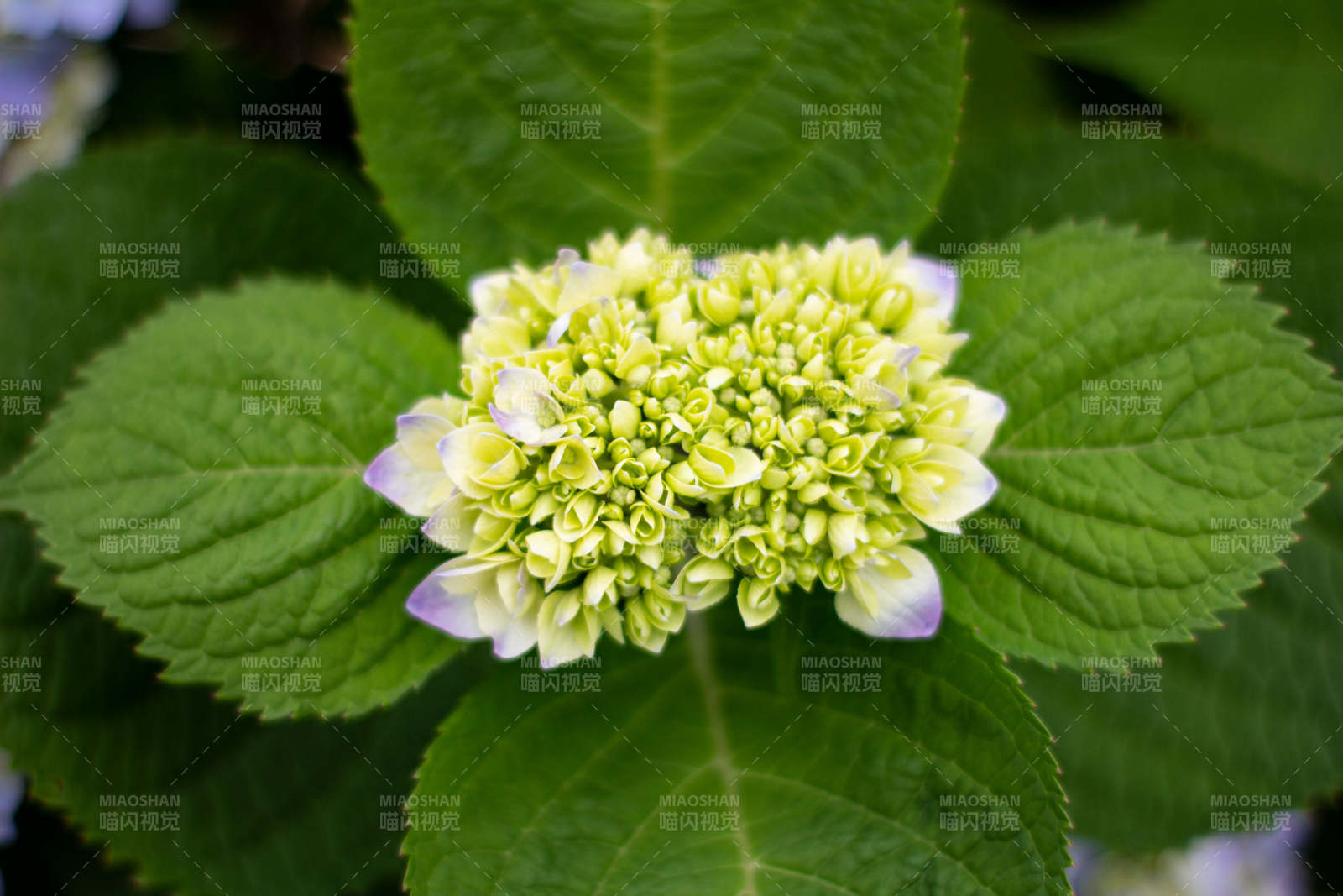 绿意盎然的绣球花蕾图片