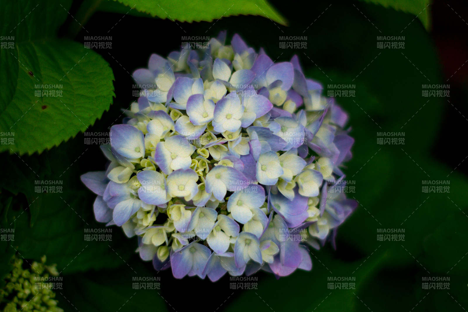 紫色绣球花的美丽绽放图片