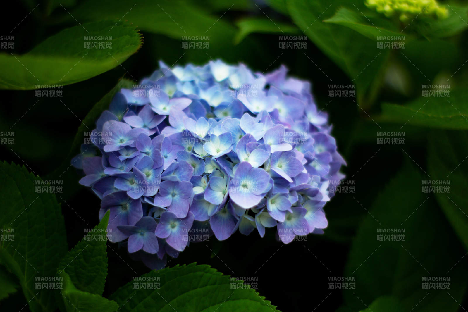 蓝紫色绣球花特写图片