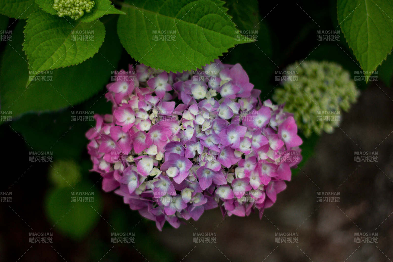 紫色绣球花的美丽瞬间图片