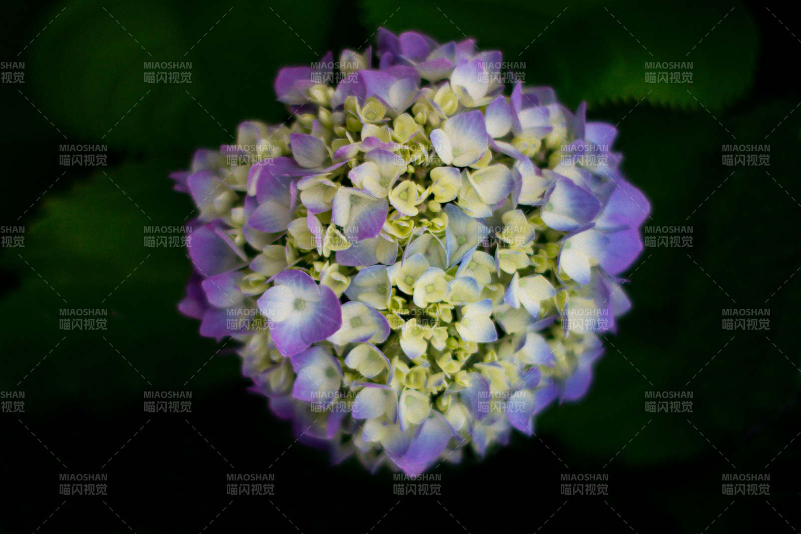 紫色绣球花的美丽瞬间图片