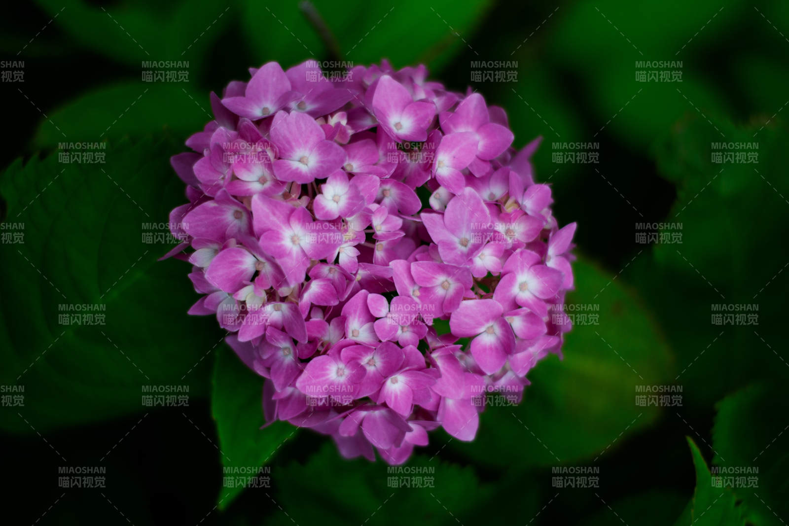 紫色绣球花的美丽瞬间图片