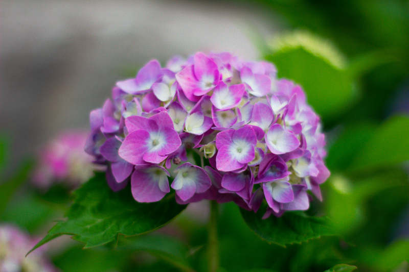 紫色绣球花的美丽瞬间图片