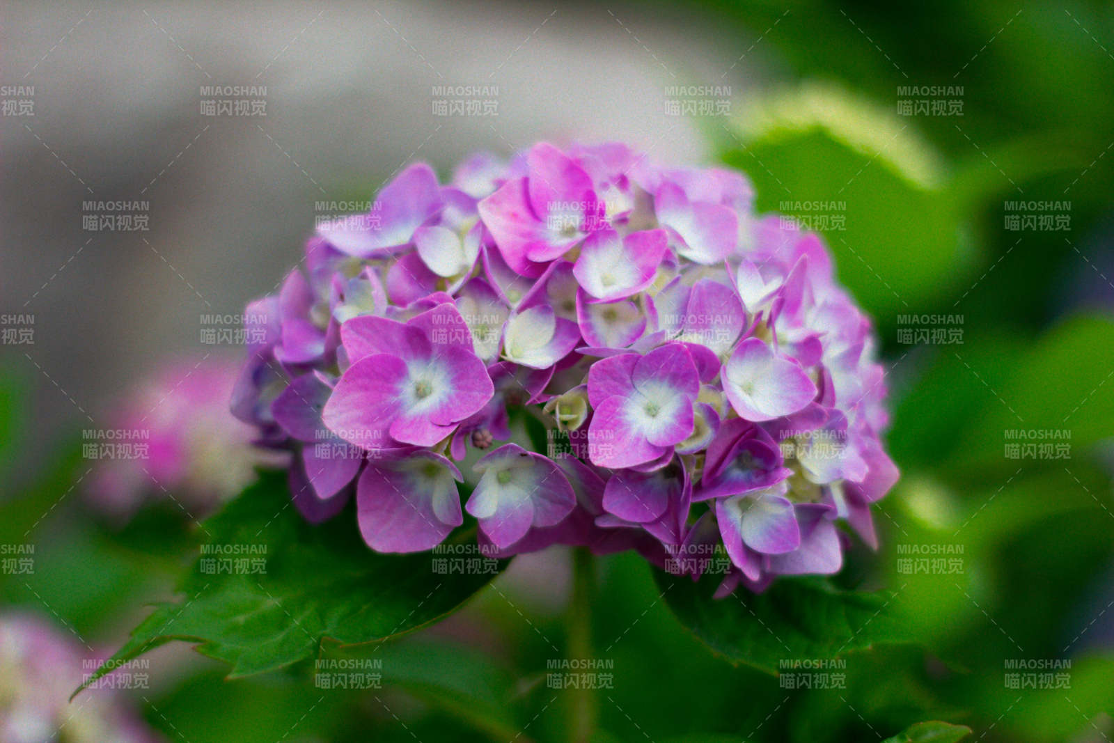 紫色绣球花的美丽瞬间图片