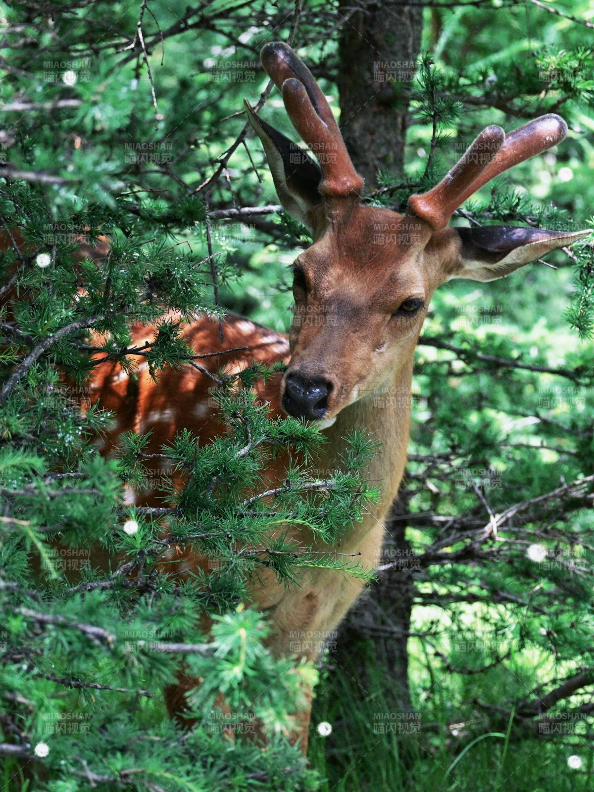 林间鹿影 自然和谐图片