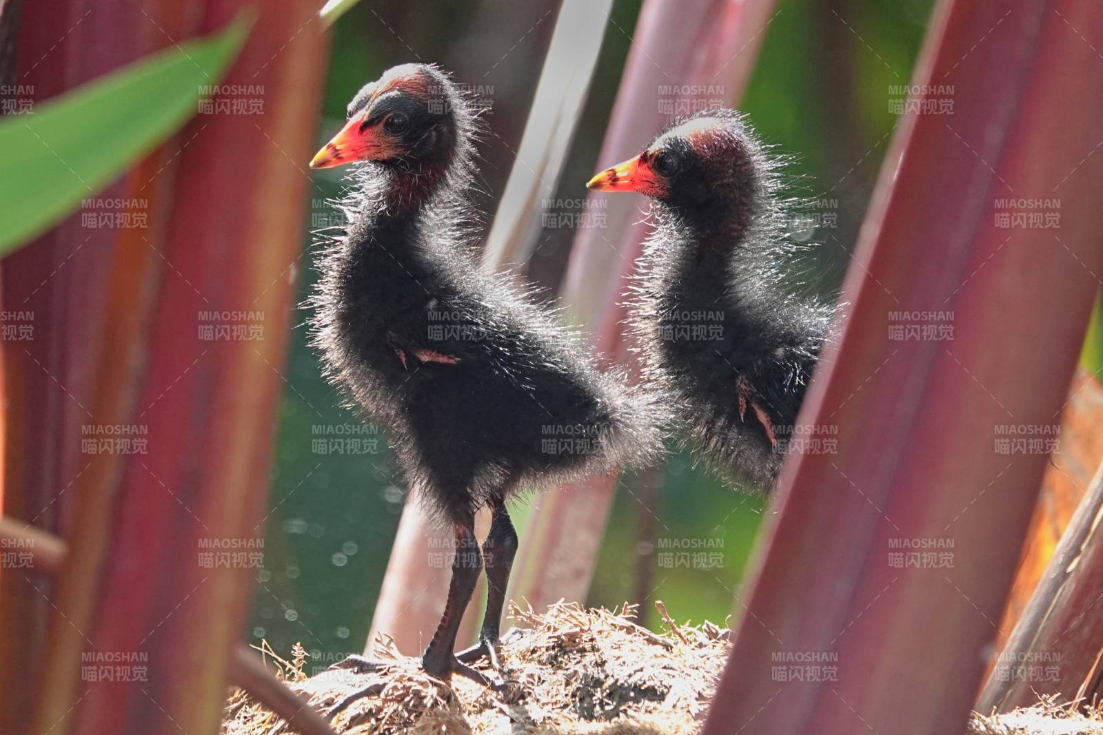 两只小鸟在竹林中栖息图片