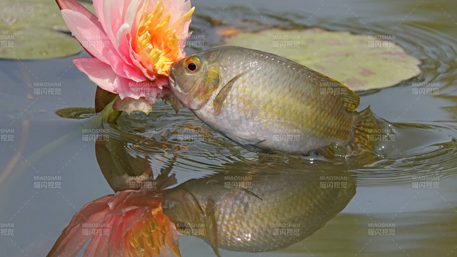 鱼吻莲花 水中倒影图片
