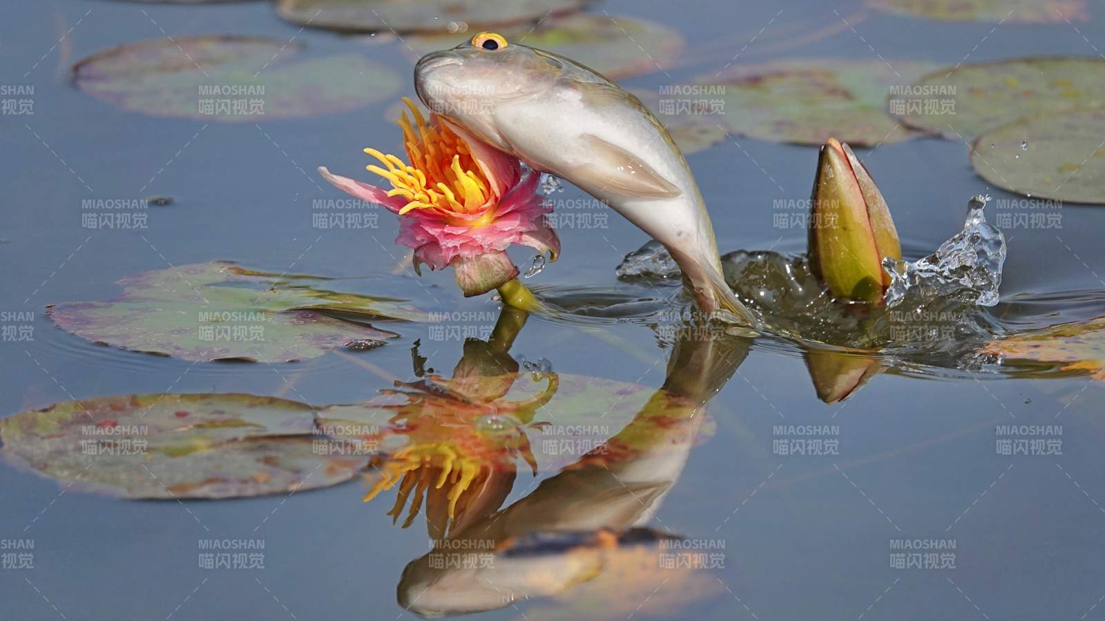 鱼跃水面 花影映波图片