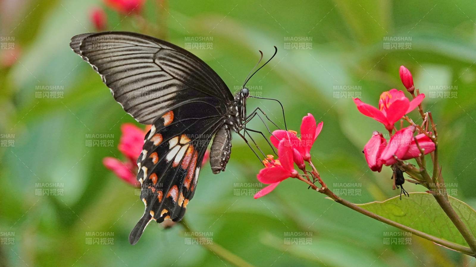 蝴蝶停驻红花间图片