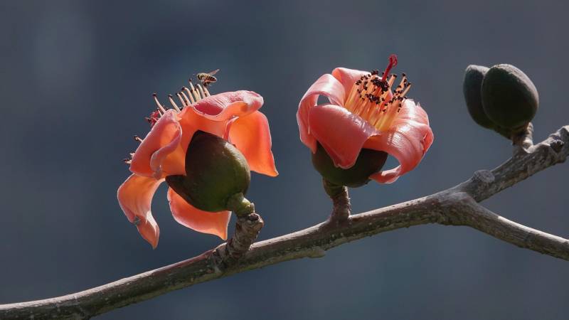 木棉花开 春意浓情图片