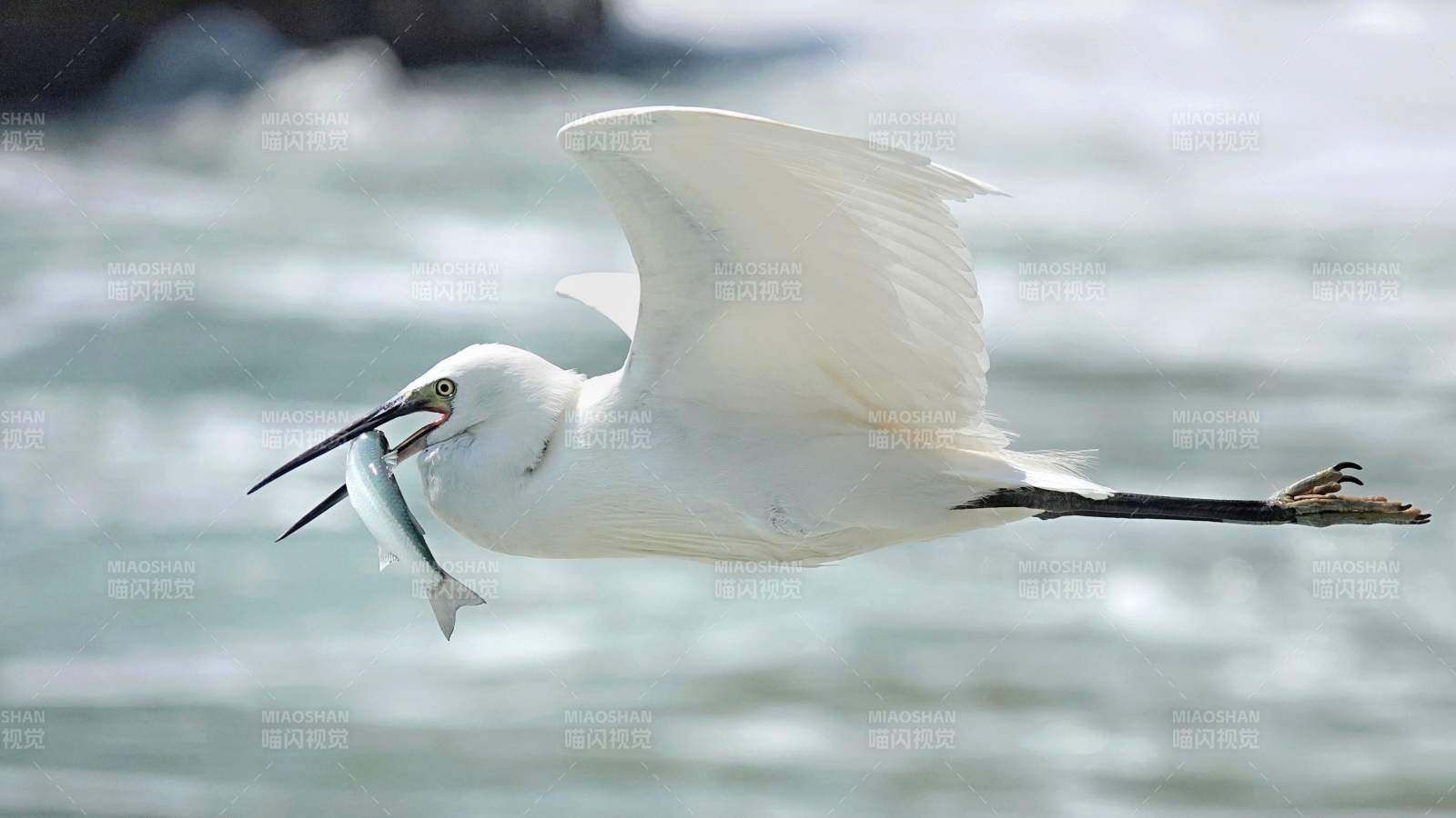 白鹭捕鱼 展翅飞翔图片