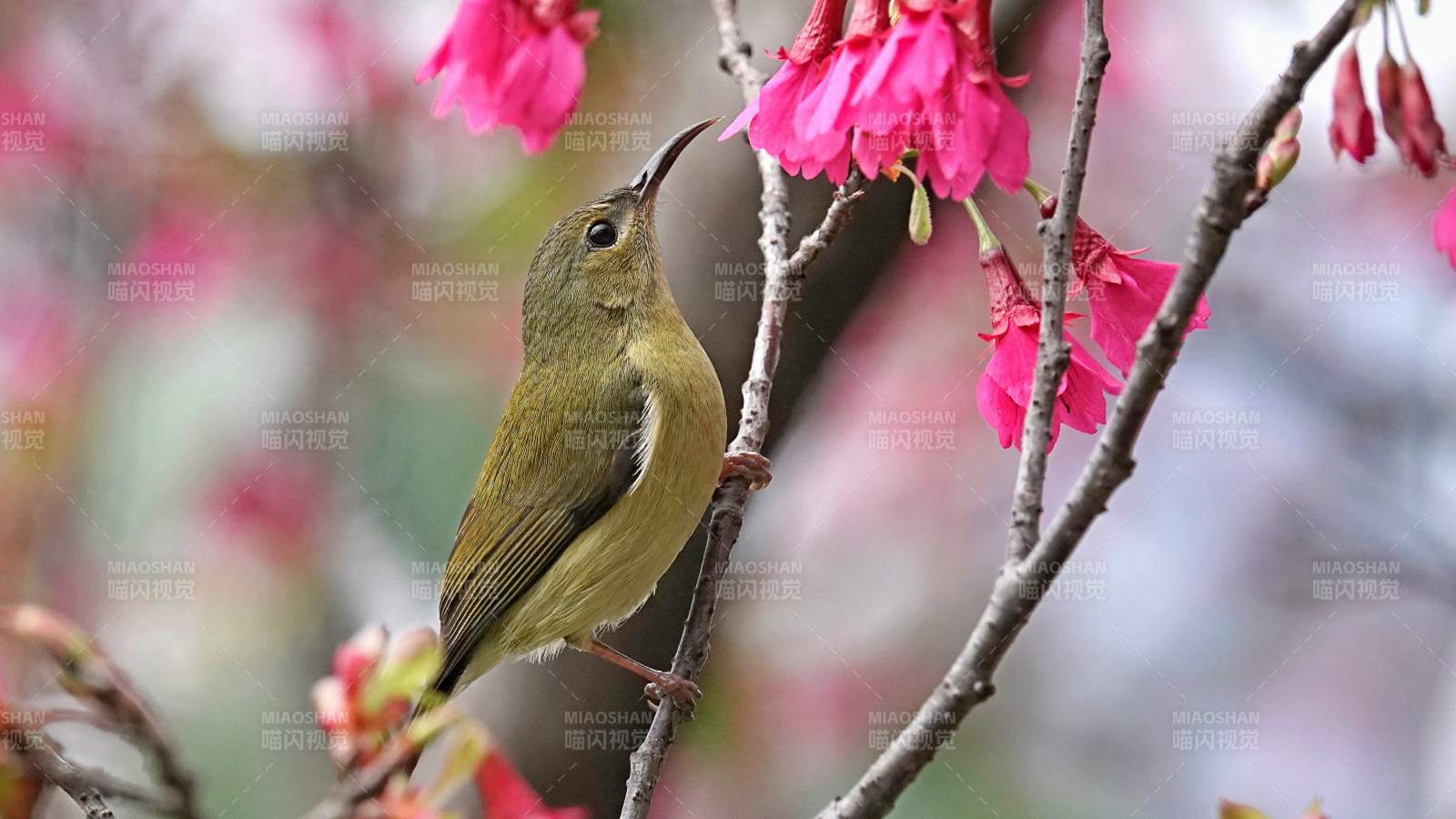 花间小鸟 春意盎然图片