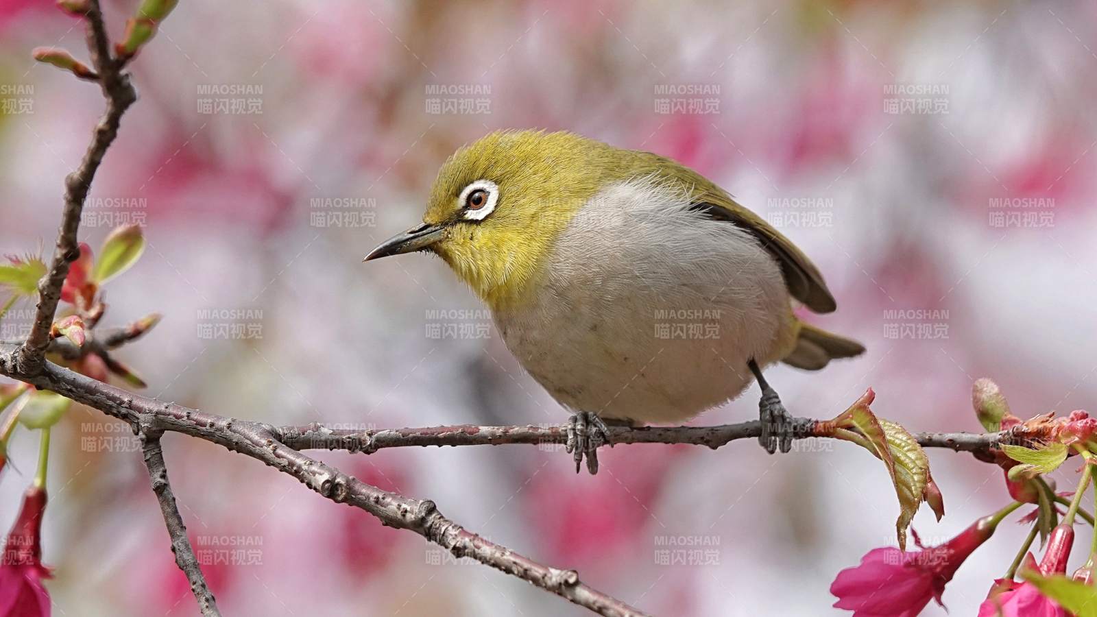 樱花枝上的绣眼鸟图片