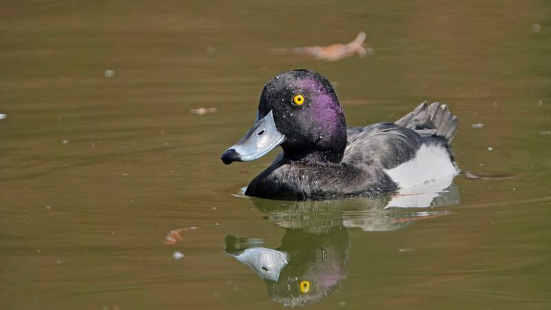 湖面上的凤头潜鸭图片