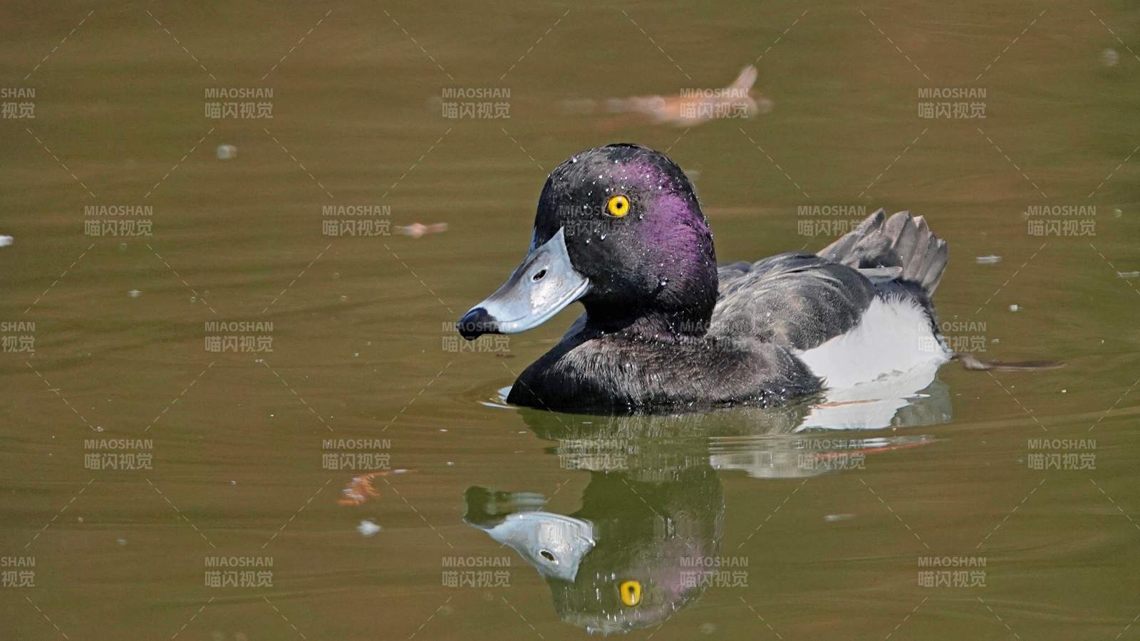 湖面上的凤头潜鸭图片